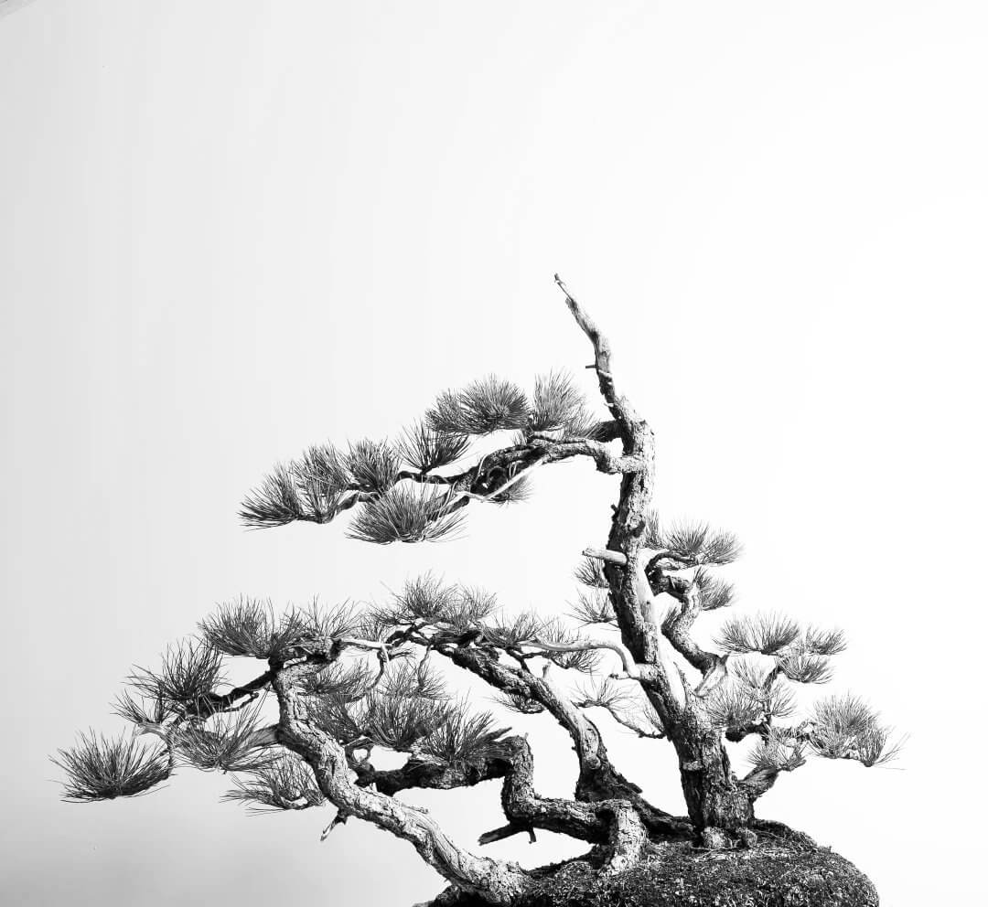 Bonsai